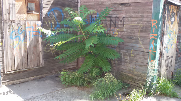 Коров прогутао Градић Пејтон